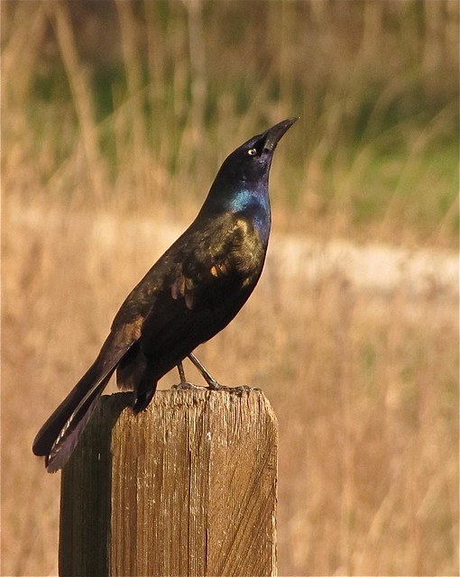 Before - Common Grackle at Sugar Grove Nature Center in Funks Grove, IL