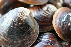 Clams and a macro lens