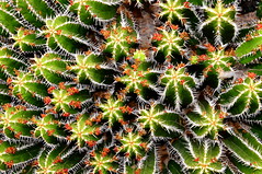 Chapter 9 - Lanzarote, Jardín de Cactus