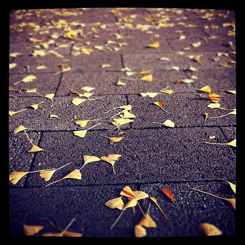 Dead leaves covering the ground. A little melancholic?