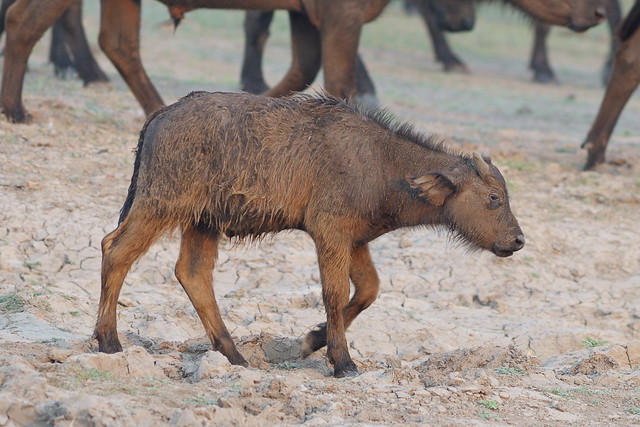 cape buffalo calf