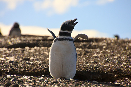 Magellanic Penguin by taylormcdowell