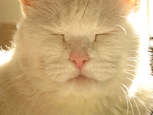 Happy Cat in Sunbeam