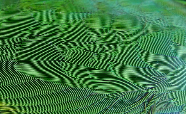 Dead Lorikeet (Parrot) - Green Feathers closeup