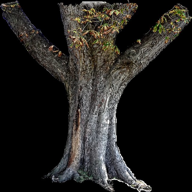 clipart tree trunk - photo #15