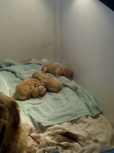 4 pups so far!