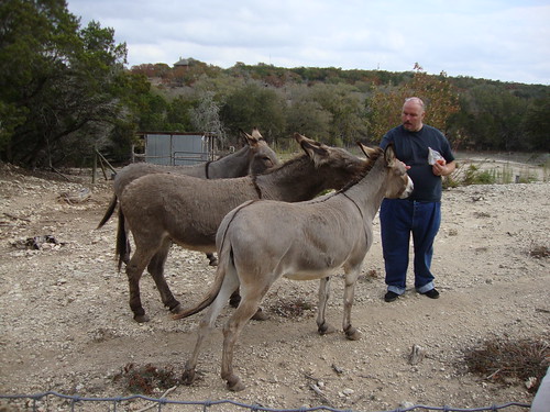 Benson feeds the donkeys