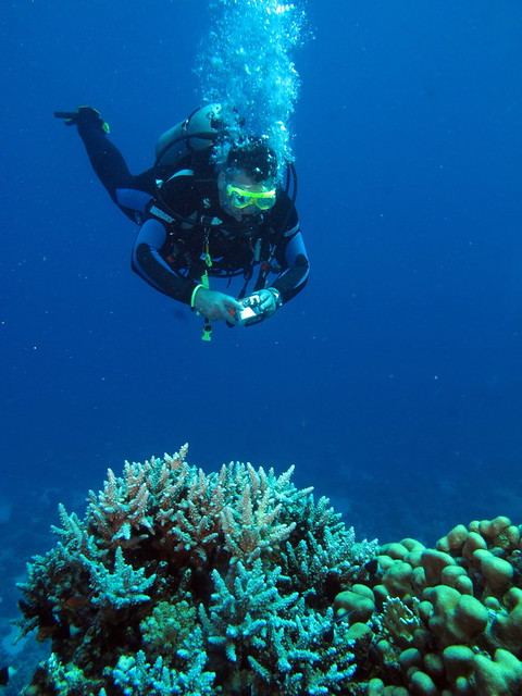 Diver photographing corals at Gota Abu Ghusur Reef, Red Sea, Egypt #SCUBA #UNDERWATER #PICTURES