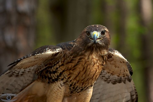 Red Tailed Hawk 1226
