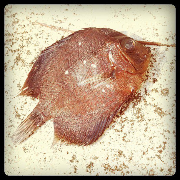 7 Mar - Fish out of water, spotted at my void deck with no water nearby 