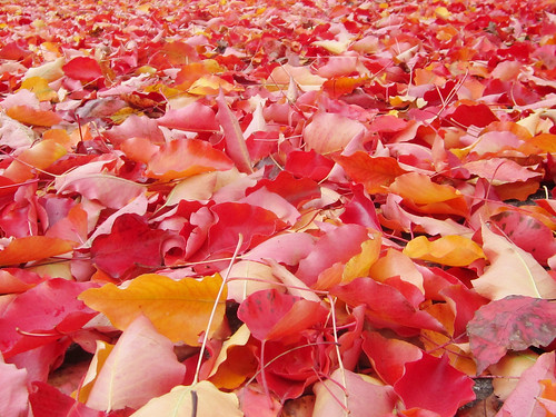 Red and Yellow Leaves