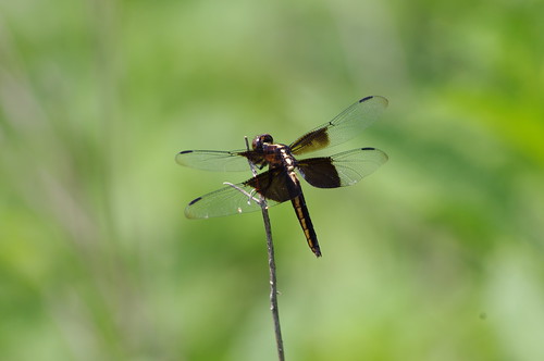 Dragonfly at York River State Park