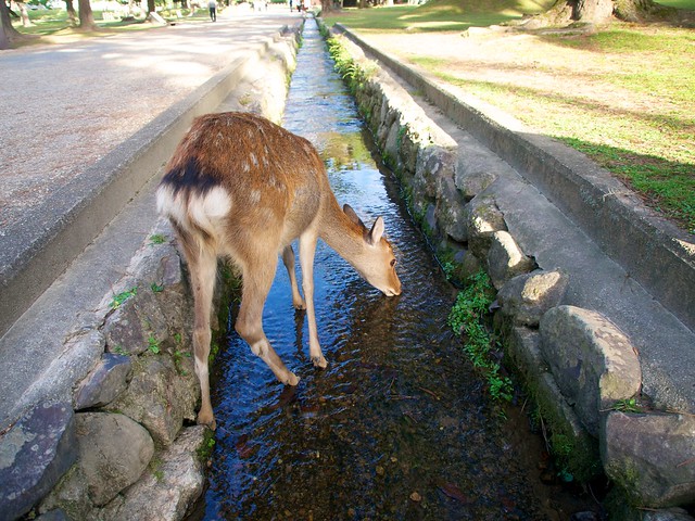 Deer drinking water