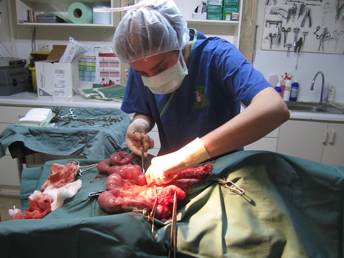 Removing pus filled uterus