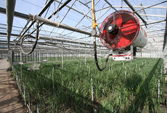 Greenhouse Heating Units and Systems