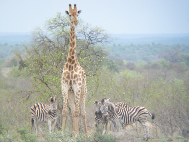 Giraffe with Zebra
