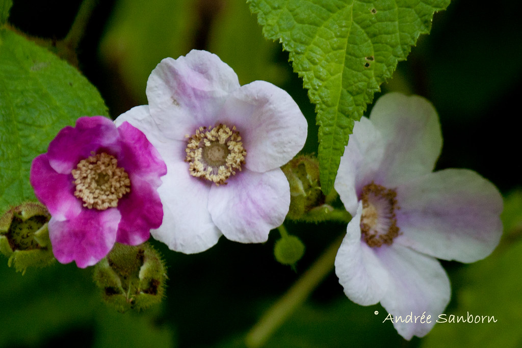 Flowering Raspberry (Rubus odoratus)-23.jpg