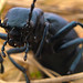 11-14-11: A Fondness for Beetles