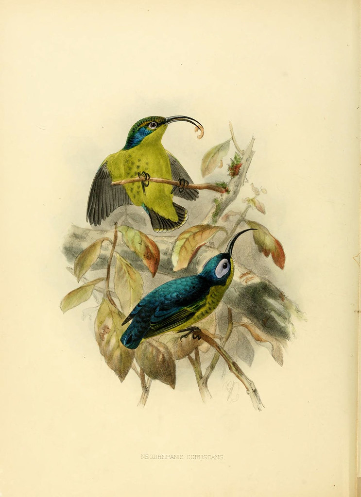 Common Sunbird-asity book lithograph by Shelley + Keulemans 1870s