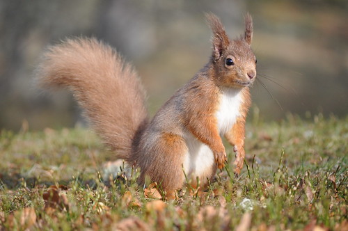 Red squirrels in the Cairngorns 7
