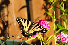 Tiger Swallowtail Butterfly ~ 4th of July 2011