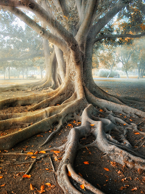 Roots | Flickr - Photo Sharing!