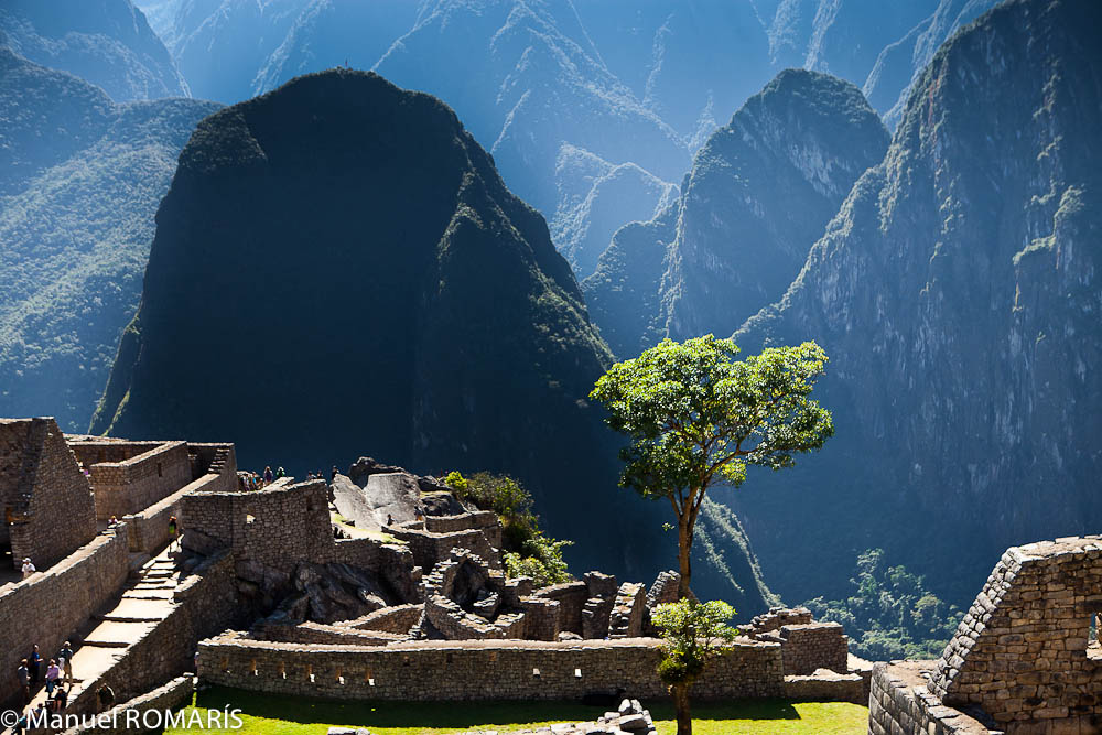Machu Picchu, Peru, tree in the middle