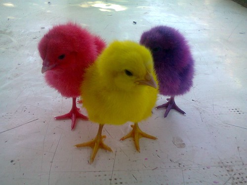 colored chicks