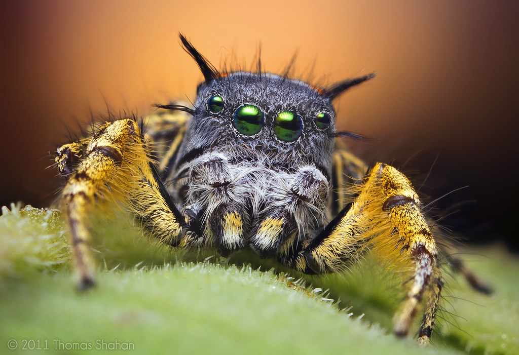 Adult Male Jumping Spider at Sunset - Phidippus mystaceus
