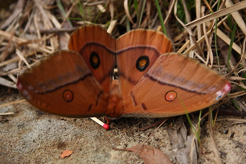 Helena Emperor Moth