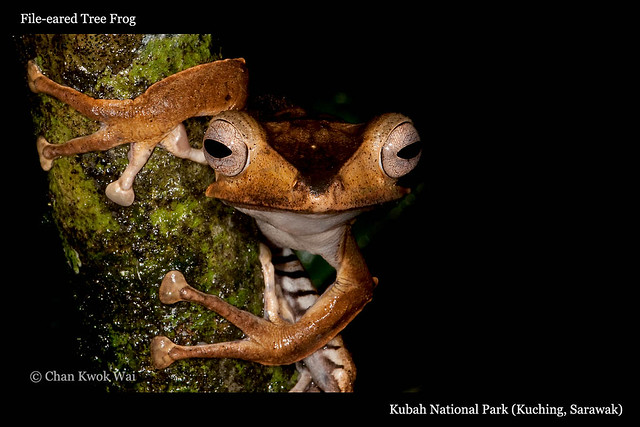 File-eared Tree Frog