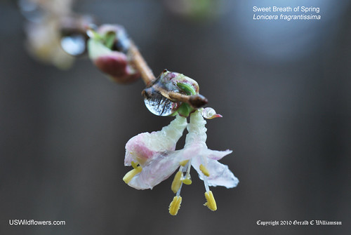 Sweet Breath of Spring; Fragrant Honeysuckle - Lonicera fragrantissima