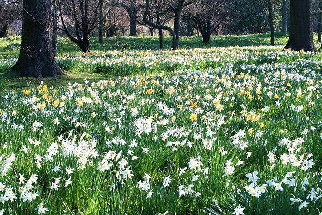 spring daffodils christchurch