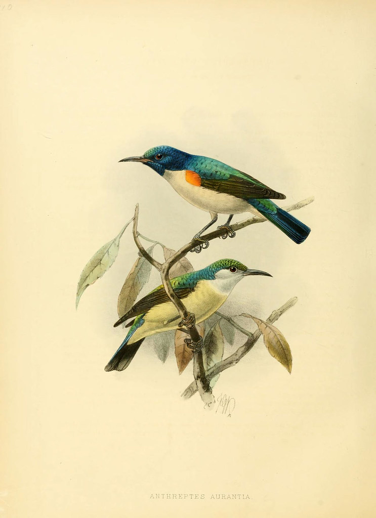 19th c lithographic sketch of 2 birds in a tree branch