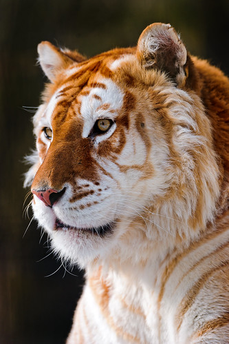 無料写真素材|動物|虎・トラ|ゴールデンタビー
