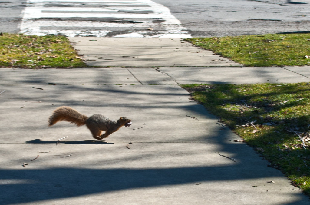 365-265 Squirrel Go