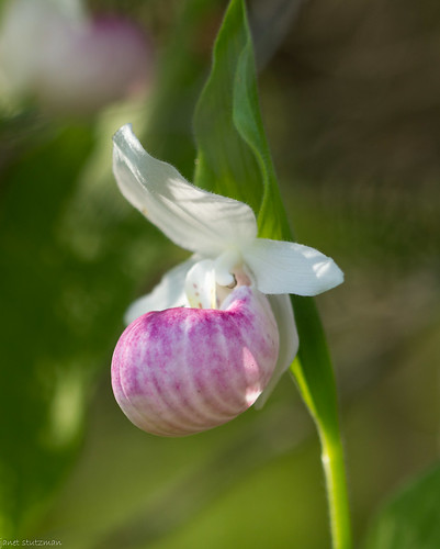 Ladyslippers3