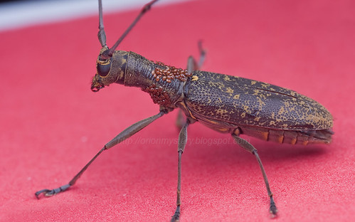 Longhorn beetle Gnoma subfasciata IMG_6176merged copy
