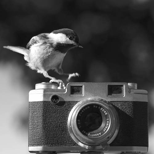 Dirty Camera Bird