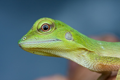 an immature green crested lizard, <i>Bronchocela cristatella </i> IMG_6898 copy