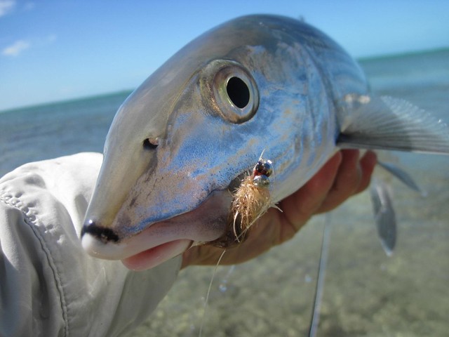 Abaco Bonefish
