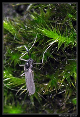 Diptera/Ceratopogonidae