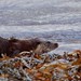 Otter @ Isle Of Mull # 5225