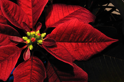 無料写真素材|花・植物|ポインセチア|赤色・レッド