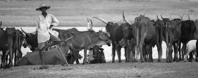 Livestock herding in Niger