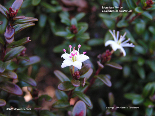 Mountain Myrtle - Leiophyllum buxifolium