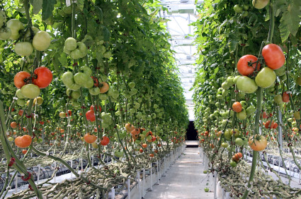 Best Greenhouse Tomatoes |Cypress Lake Ranch