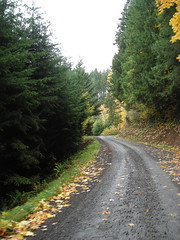 Dixie Mountain Road winds through the trees