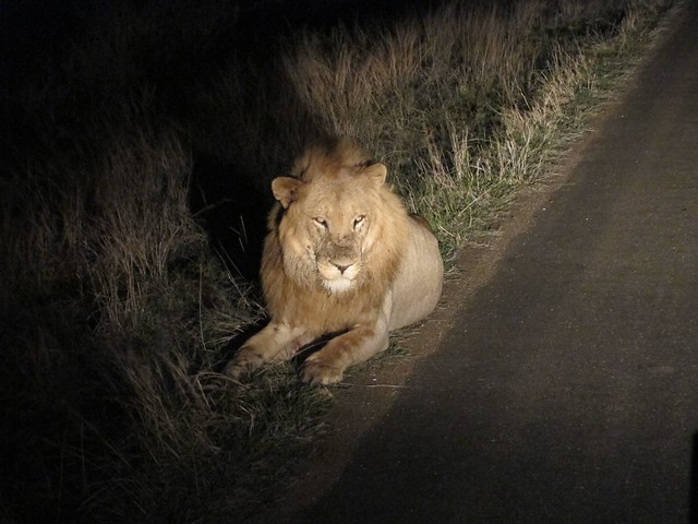 Lion on Night Drive