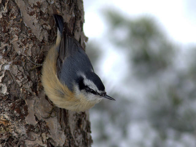 Red-breasted Nuthatch 20111114